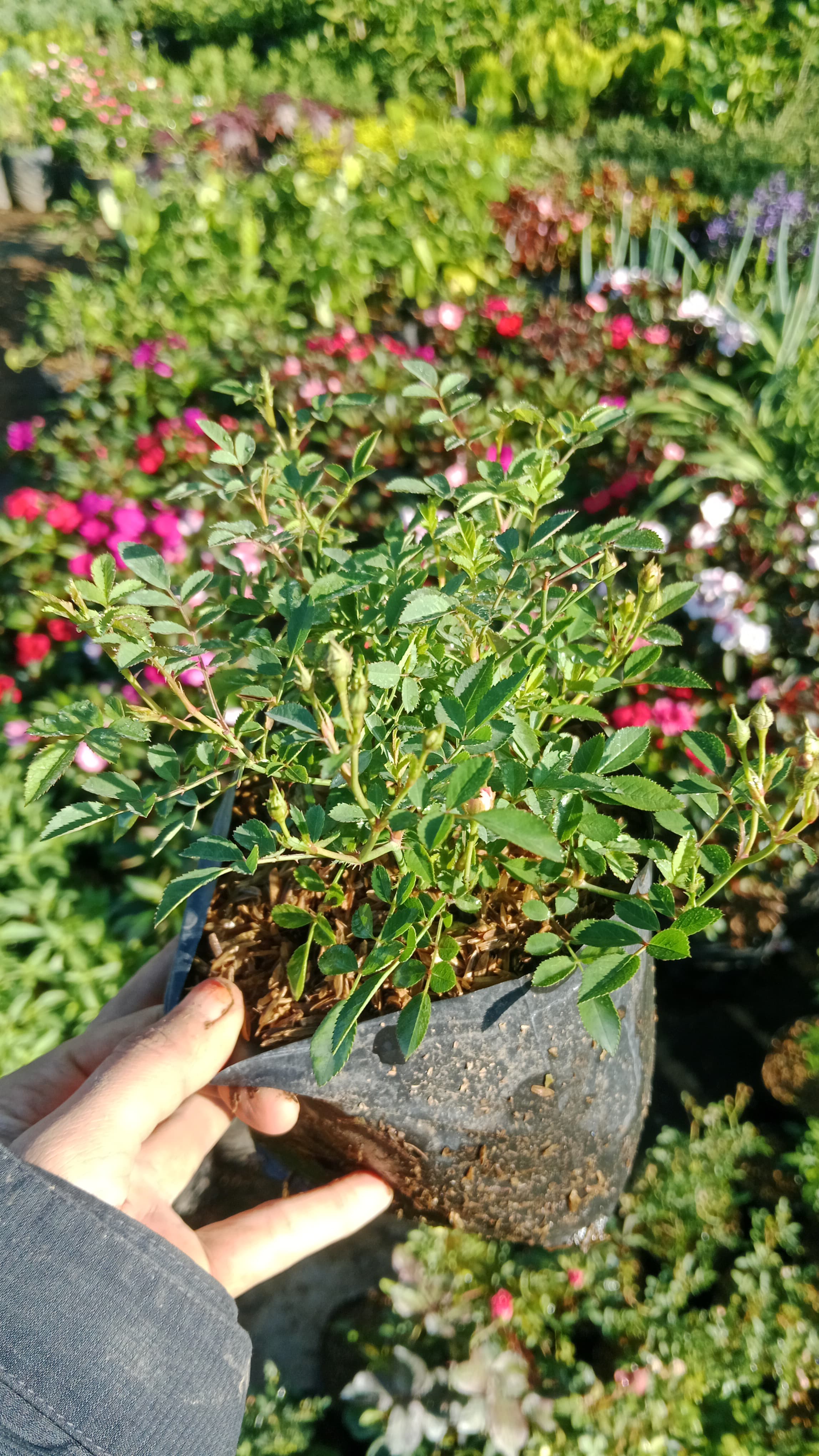 Tanaman Bunga Mawar Mini / Baby Rose - Bandar Florist